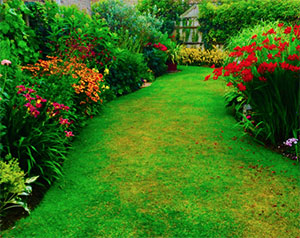 About Miss Daisy Garden Services